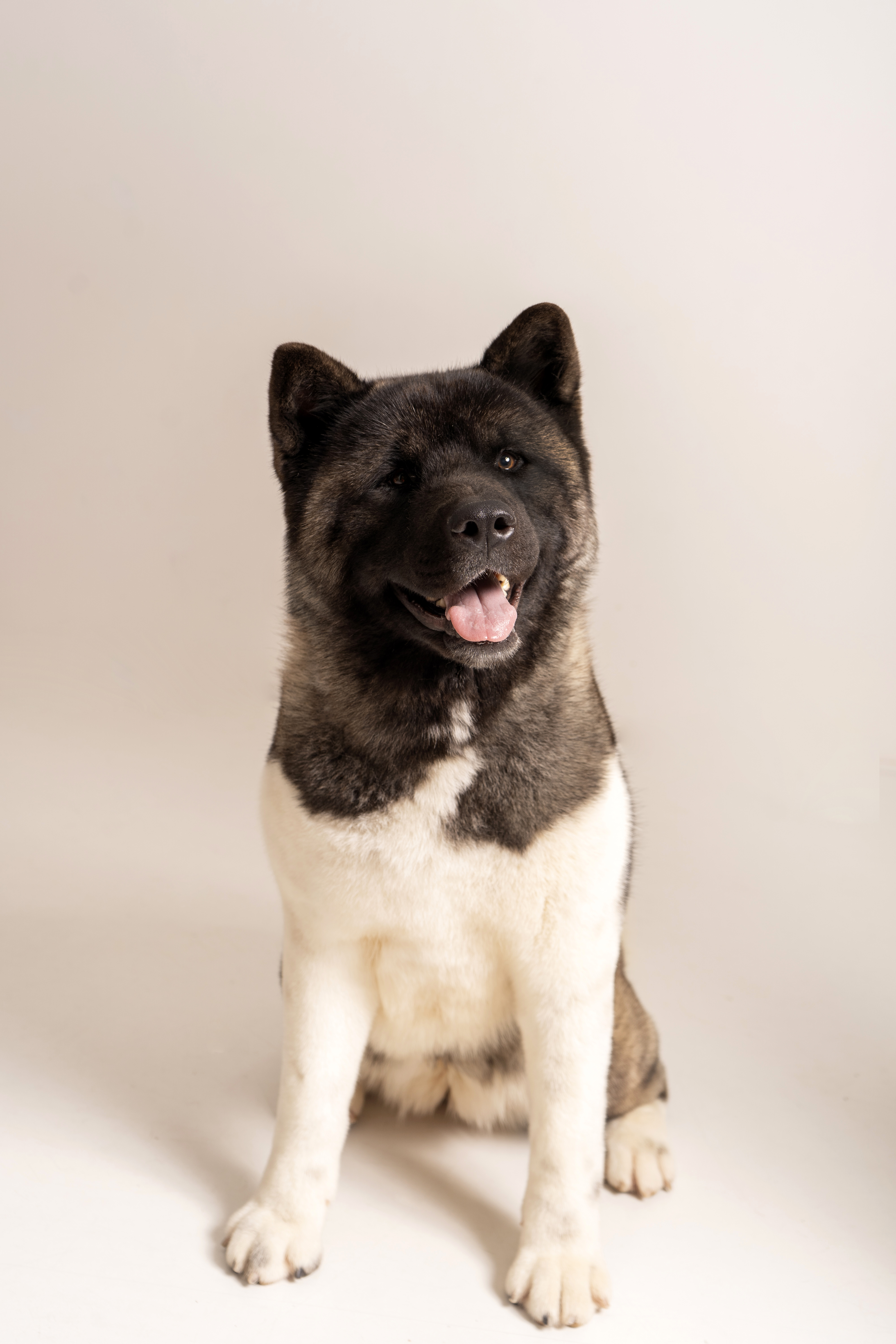 Akita CH. Carlos Santana of Danger Zone