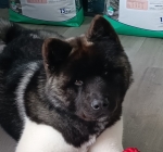 Akita CH. Carlos Santana of Danger Zone