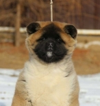 Akita CH. Carlos Santana of Danger Zone