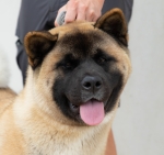 Akita CH. Carlos Santana of Danger Zone
