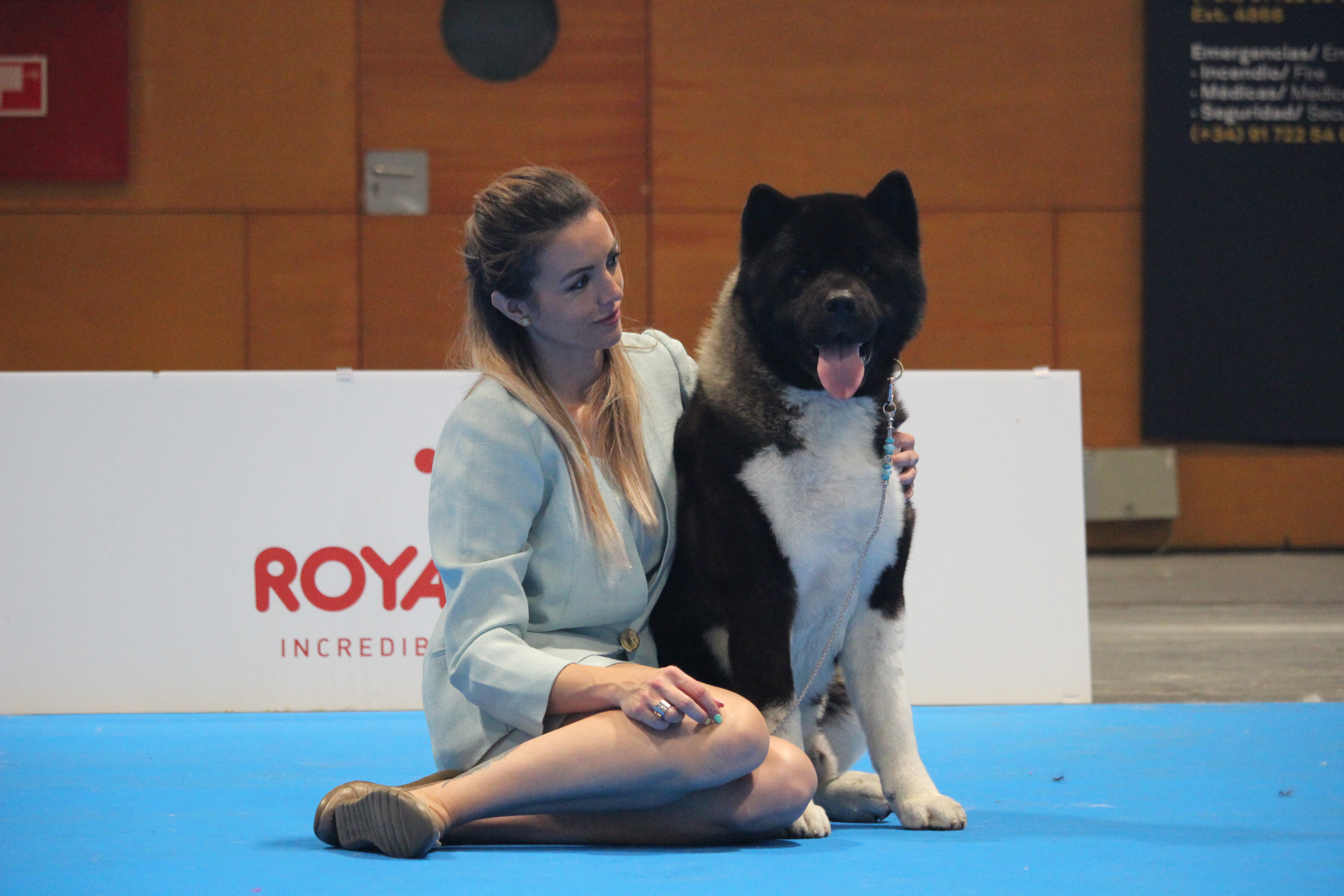 Akita CH. Carlos Santana of Danger Zone Akita CH. Carlos Santana of Danger Zone