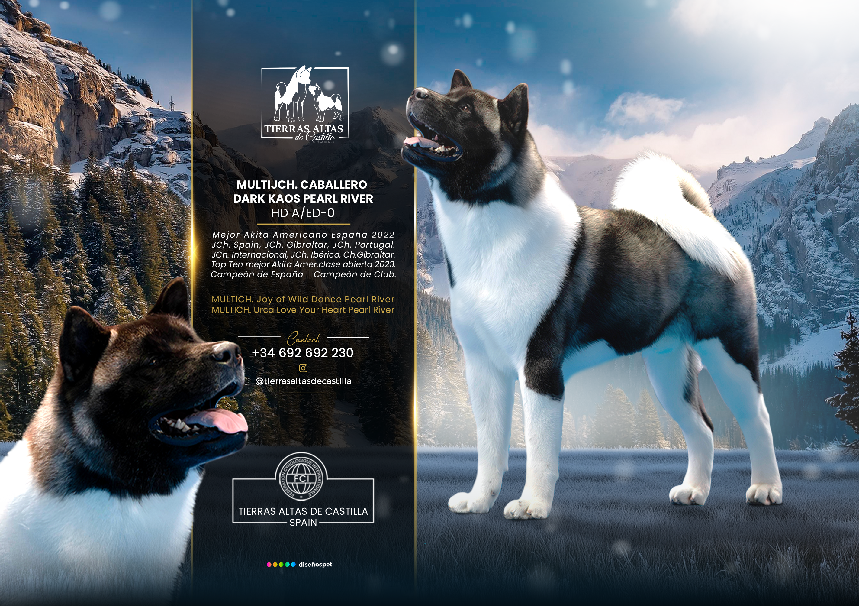 Akita CH. Carlos Santana of Danger Zone