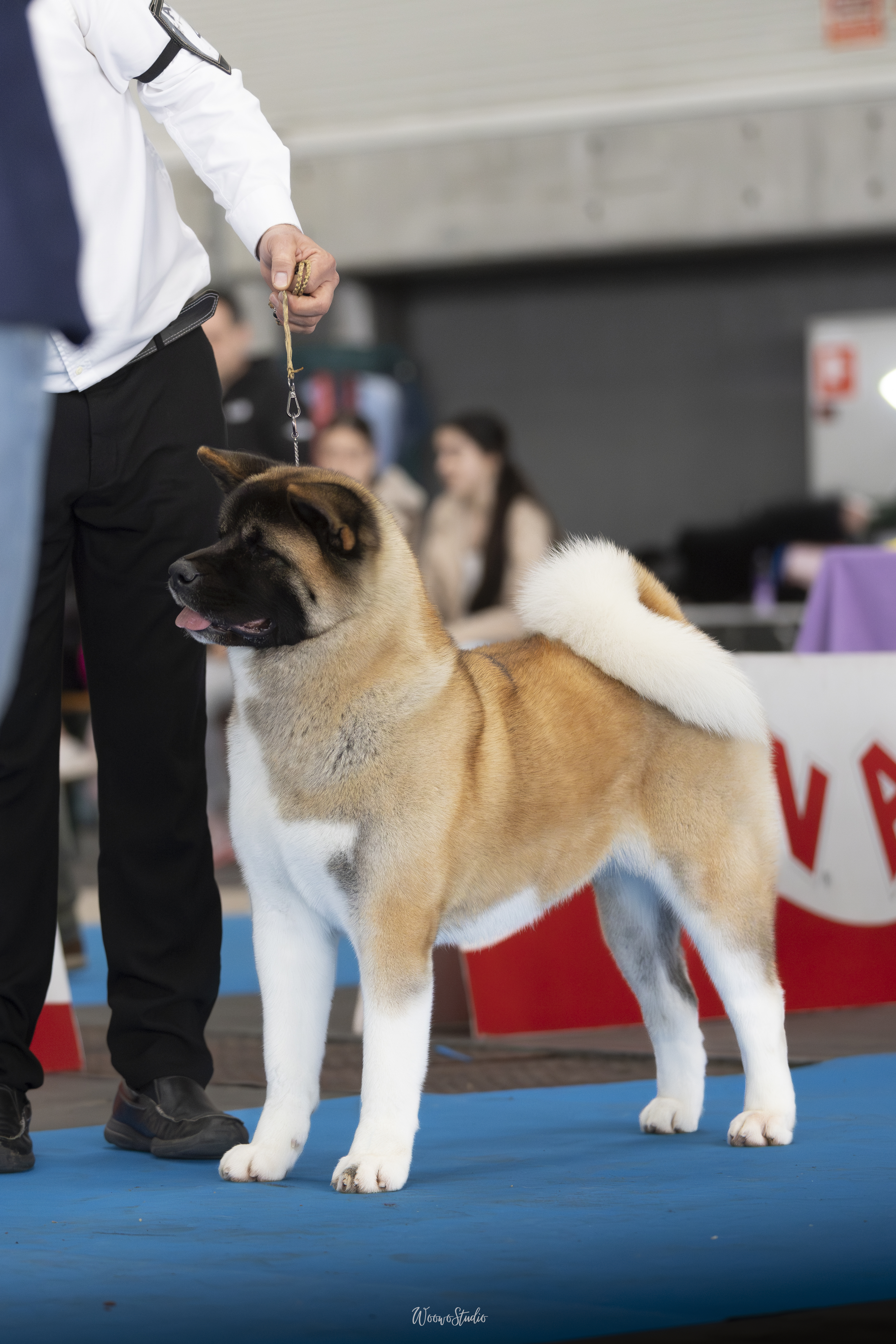 Akita CH. Carlos Santana of Danger Zone