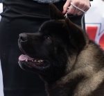 Akita CH. Carlos Santana of Danger Zone