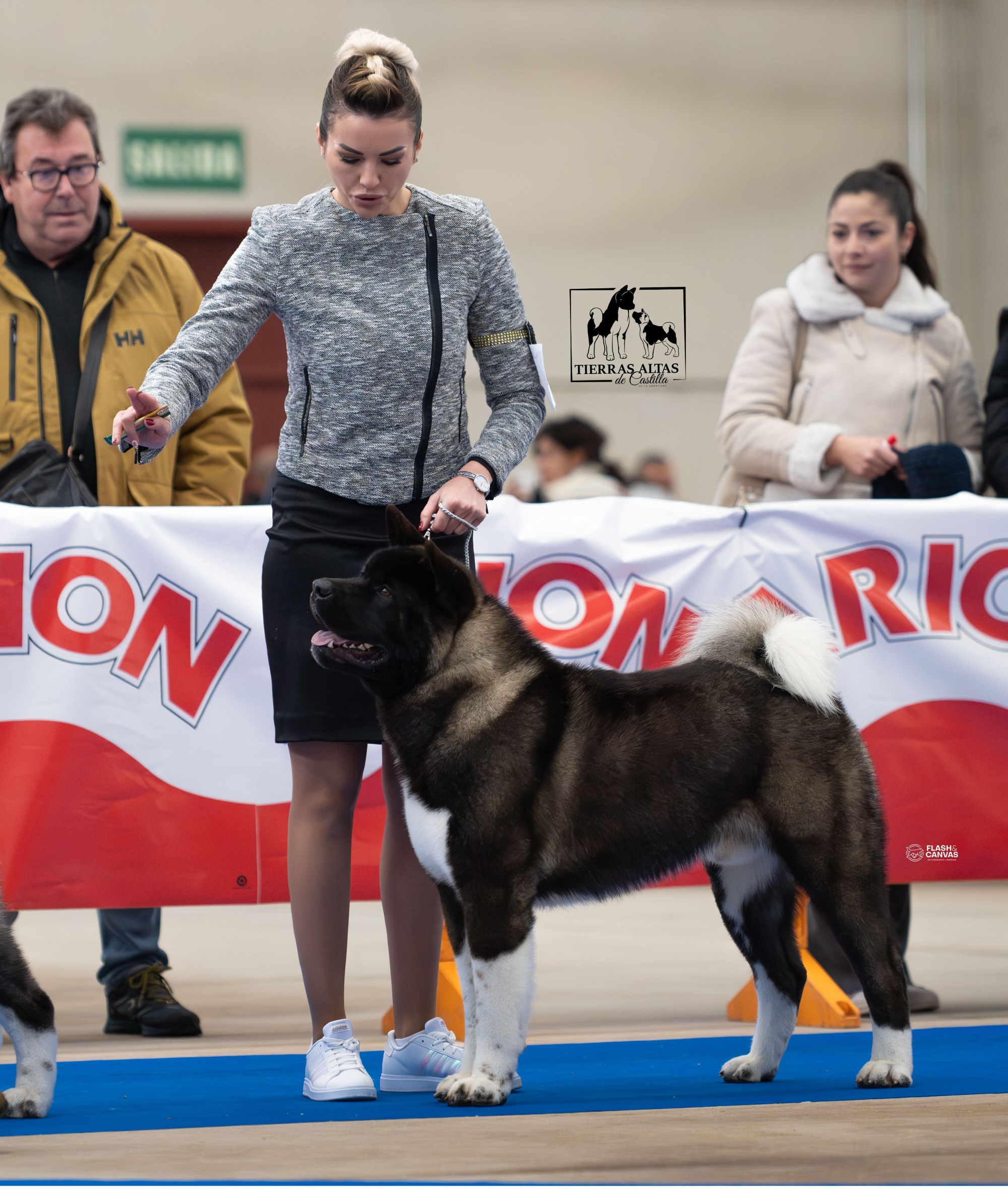 Akita CH. Carlos Santana of Danger Zone Akita CH. Carlos Santana of Danger Zone